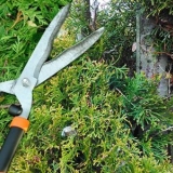 Orezivanje (šišanje) tuje u jesen, proljeće: oblikovanje spiralom, ...